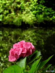 紫陽花17-⑤