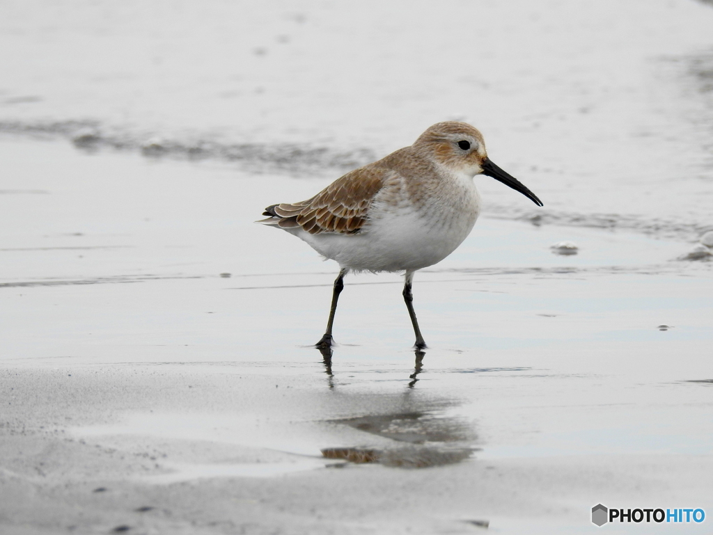 ハマシギ47