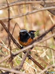 ジョウビタキ371