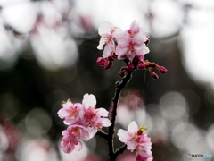 河津桜21-①