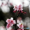 河津桜21-①