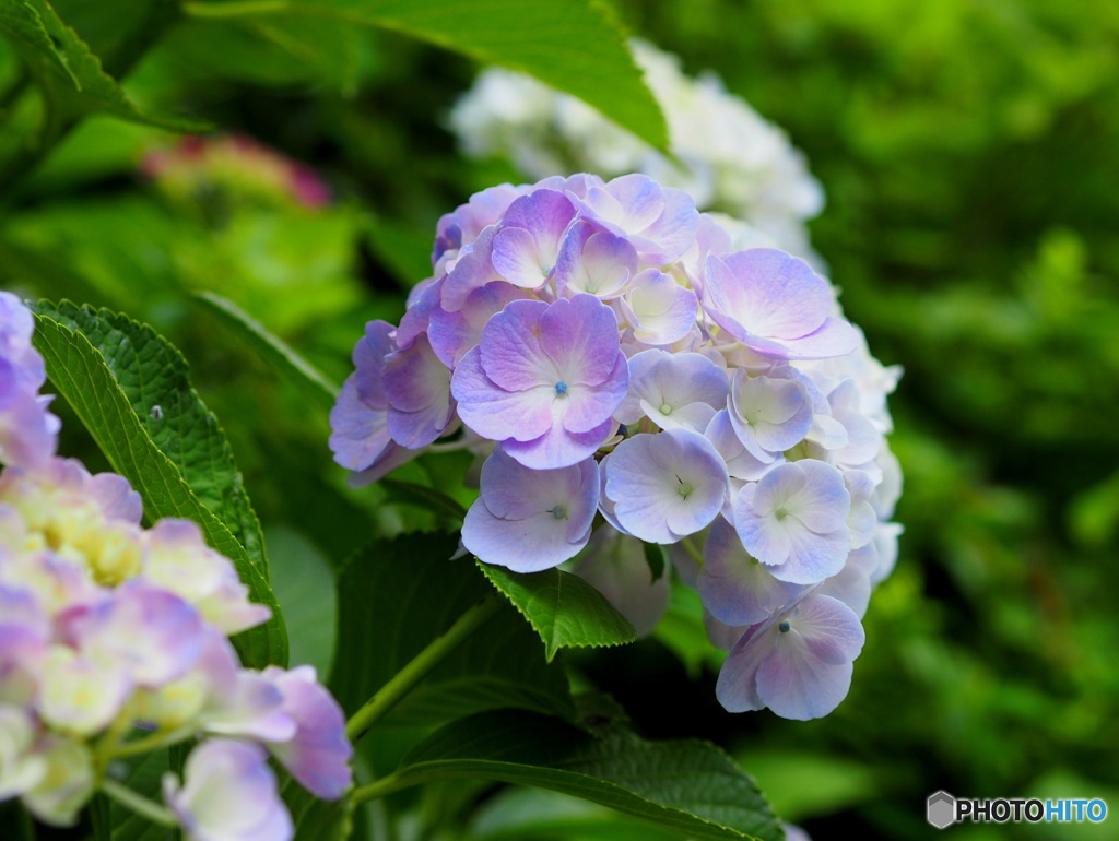 紫陽花20-⑧