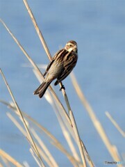 オオジュリン129