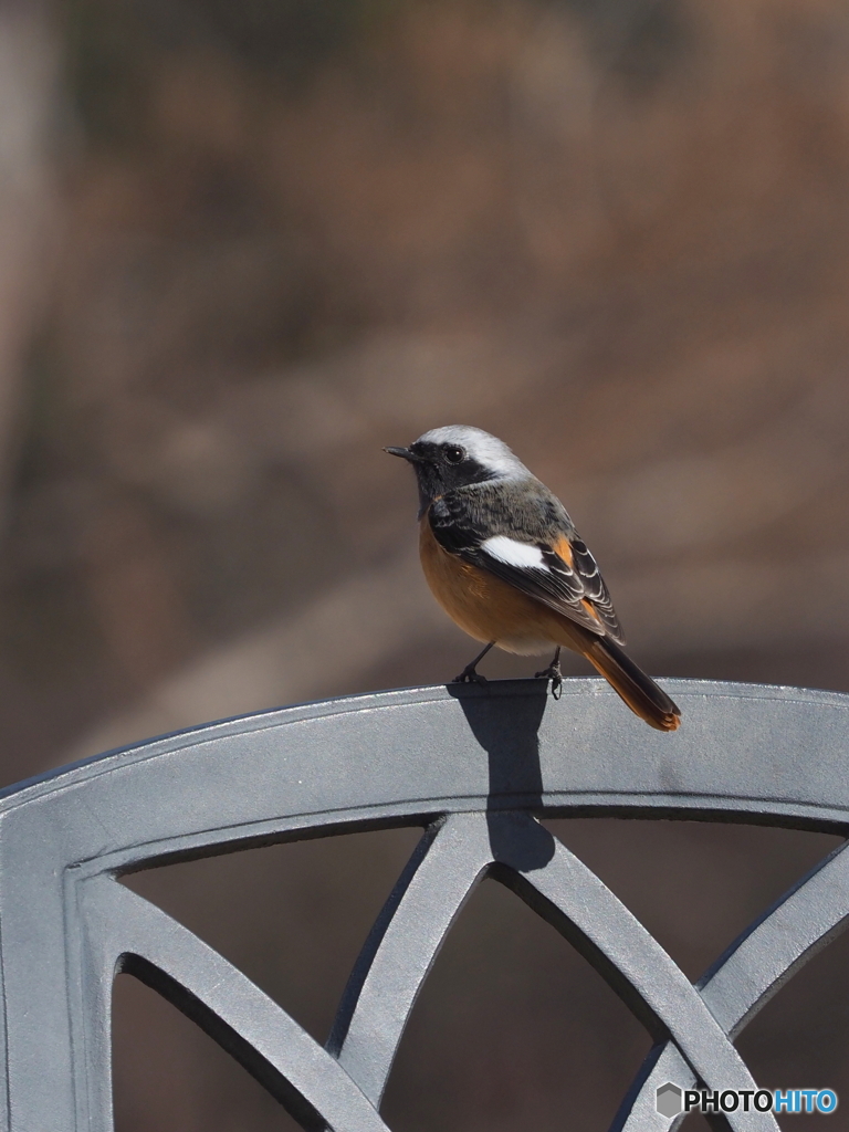 ジョウビタキ227