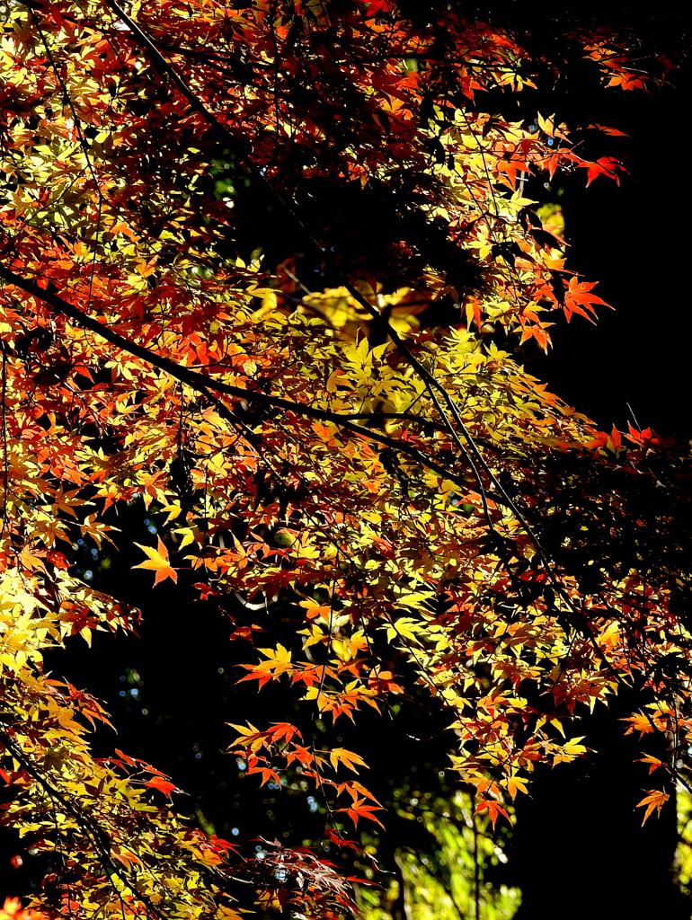 紅葉18-⑧