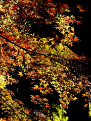 紅葉18-⑧