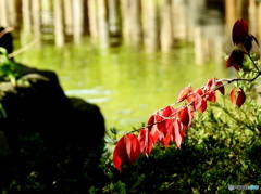 紅葉17-③