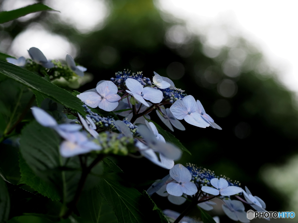 紫陽花24-17