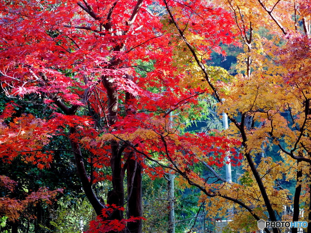 紅葉24-12