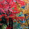 紅葉24-12