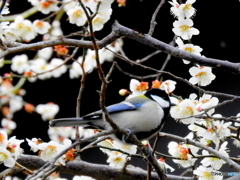 シジュウカラ42