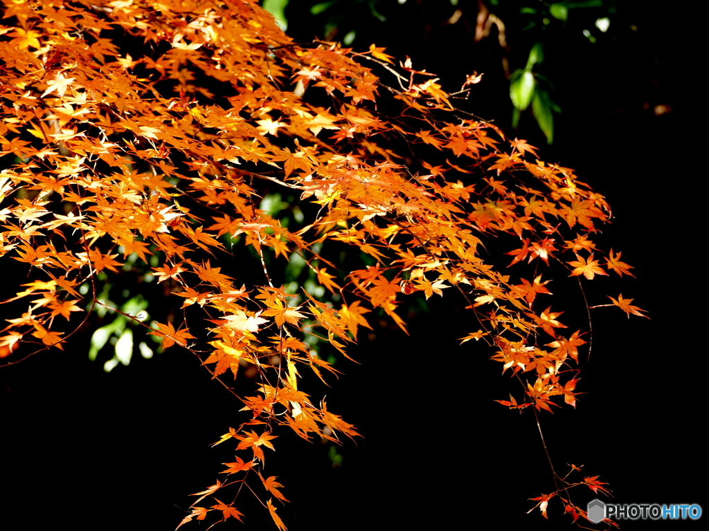 紅葉18-⑥