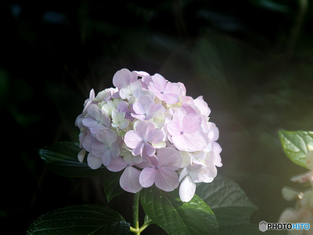 紫陽花20-19