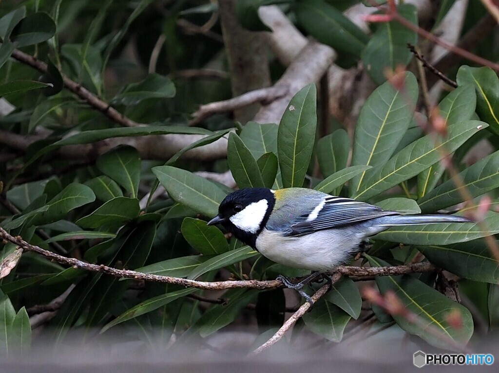 シジュウカラ282