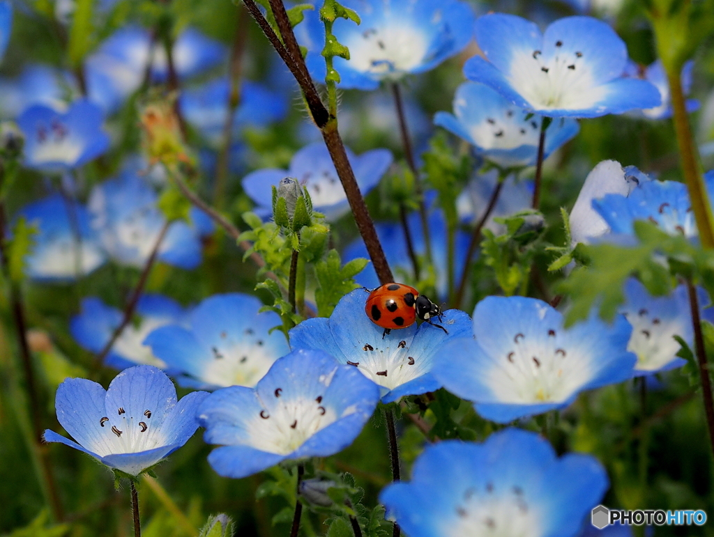 花とてんとう虫19-② by ムナ （ID：8687319） - 写真共有サイト:PHOTOHITO