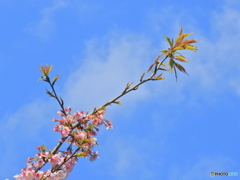 葉桜03