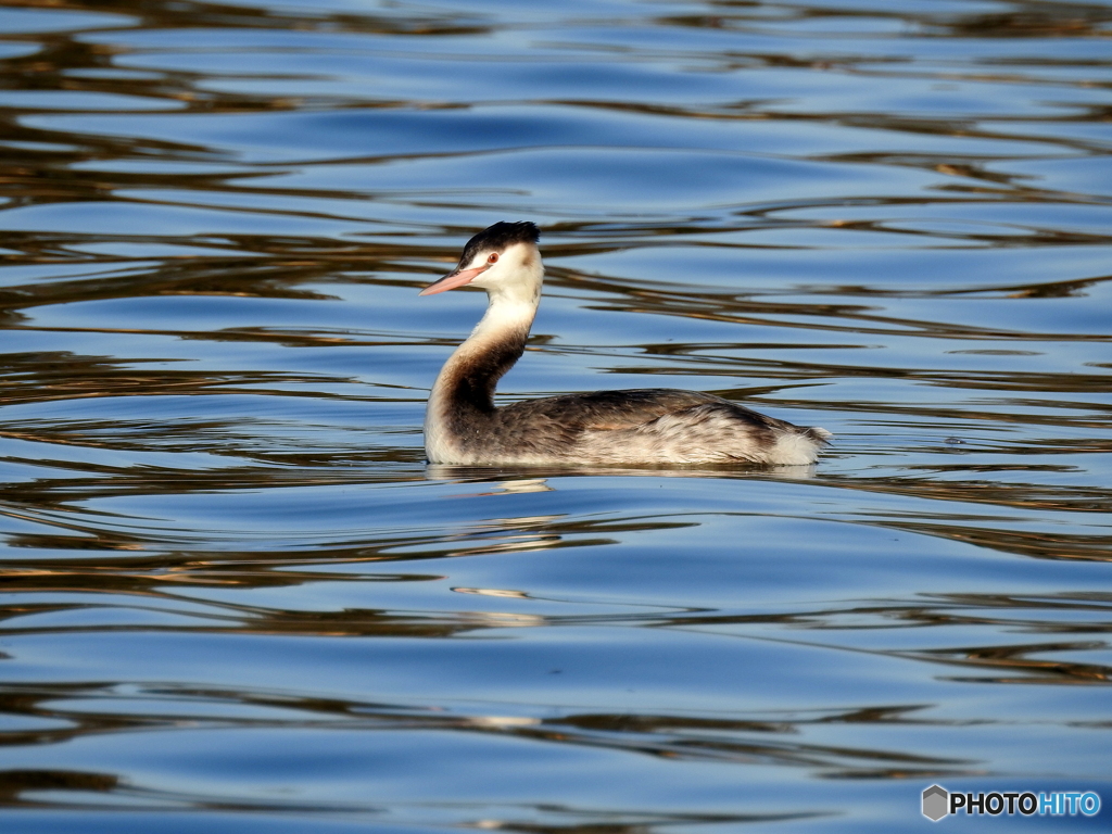 カンムリカイツブリ47