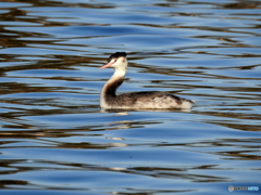 カンムリカイツブリ47