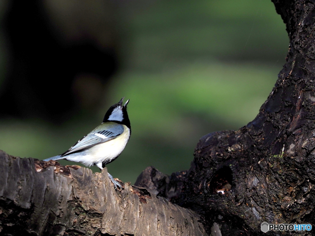 シジュウカラ278