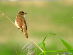 オオヨシキリ15