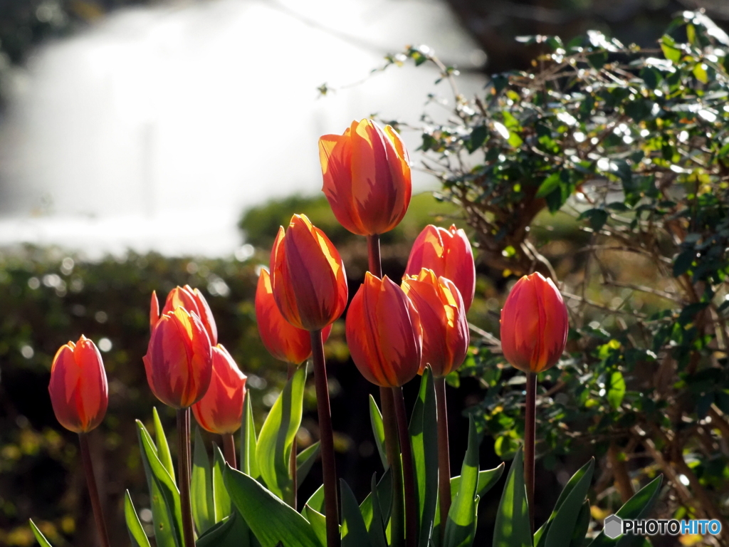 チューリップ26-③