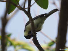 シジュウカラ290