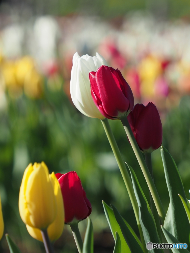 チューリップ23-②