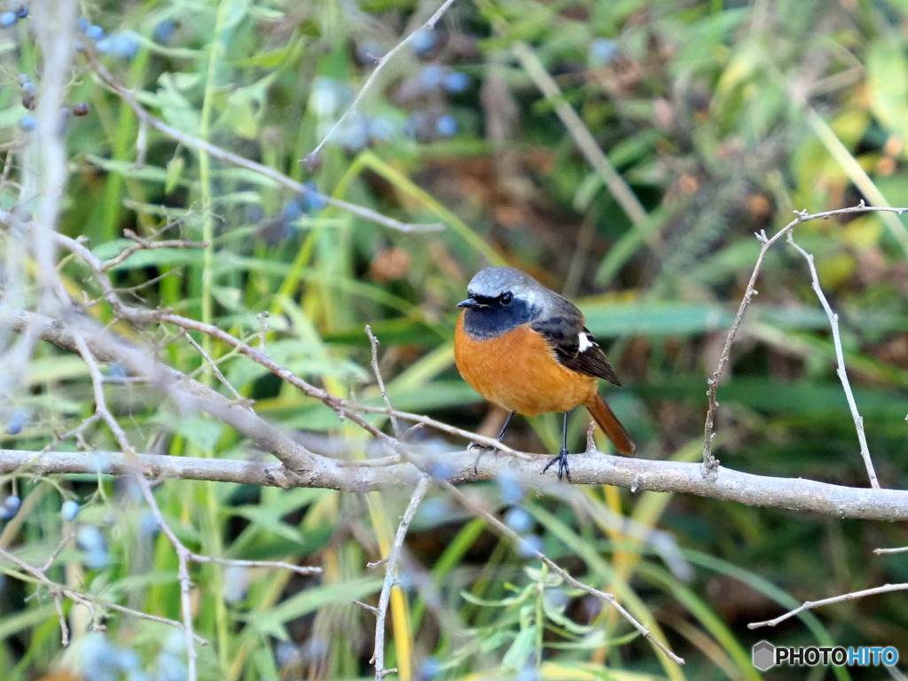 ジョウビタキ241