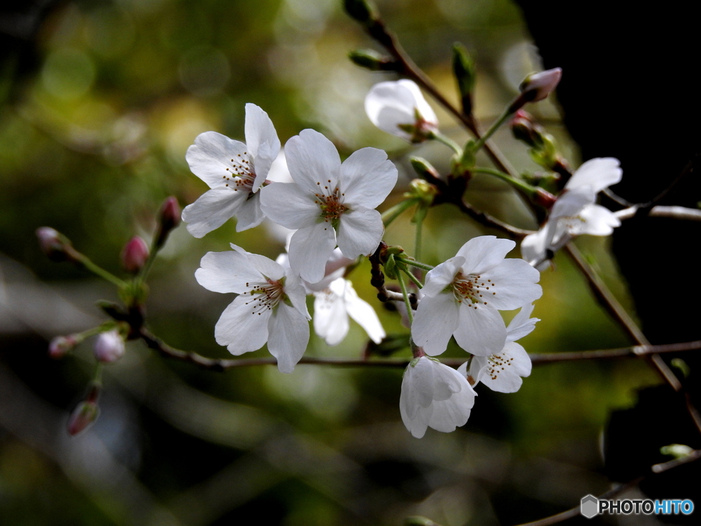 桜20-③