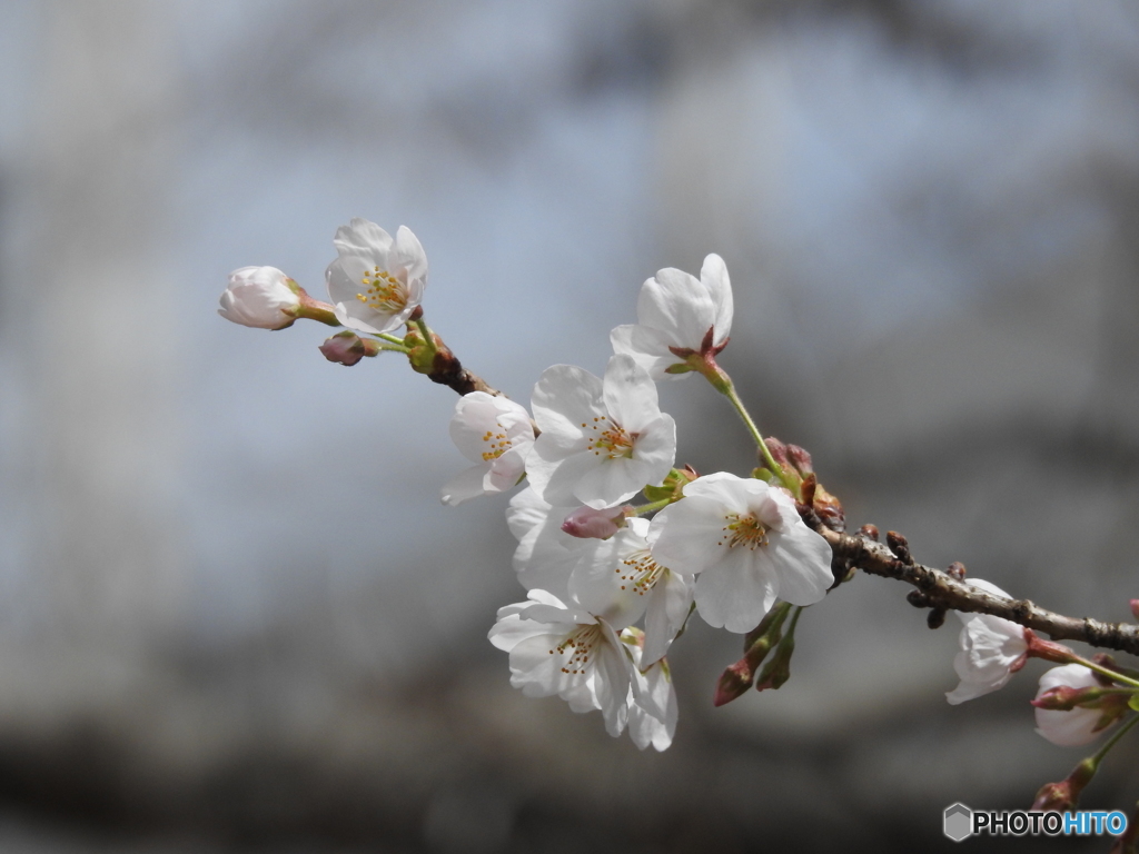 桜18-②