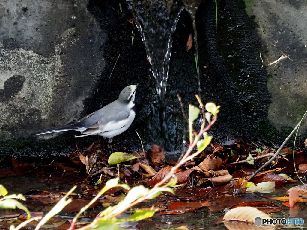 ハクセキレイ81