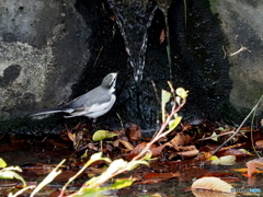 ハクセキレイ81