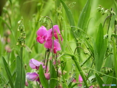 野辺の花04