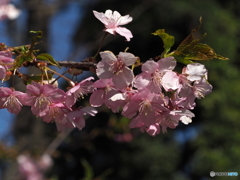 河津桜21-②