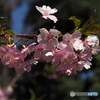 河津桜21-②
