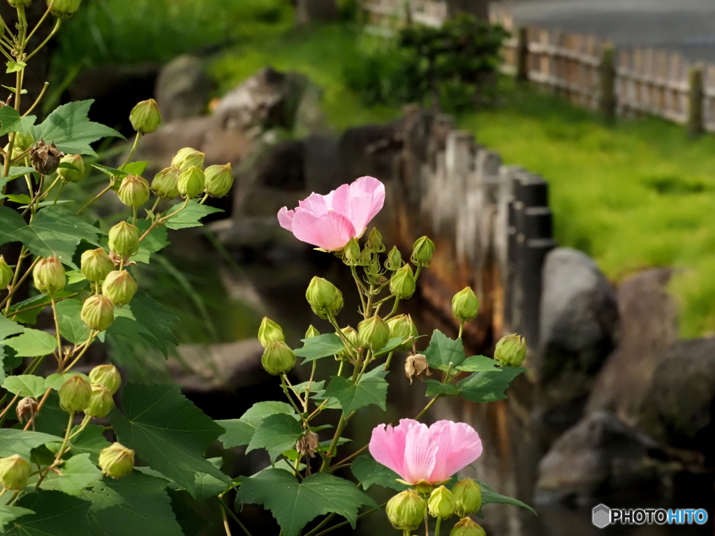芙蓉25-②