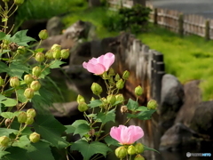 芙蓉25-②