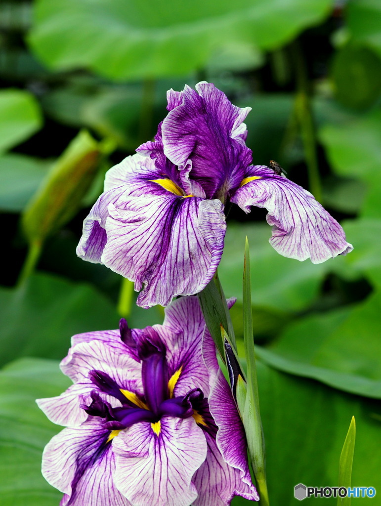 花菖蒲20-③