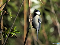シジュウカラ89