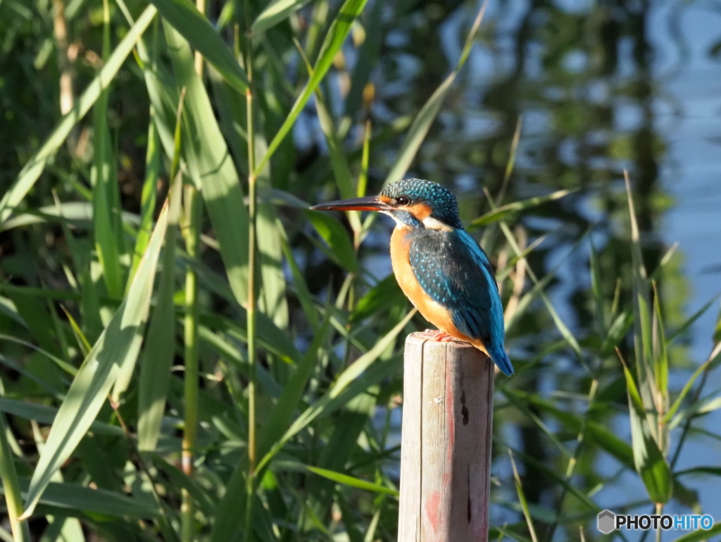 カワセミ635