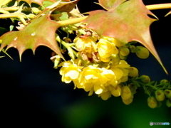 公園の黄色花