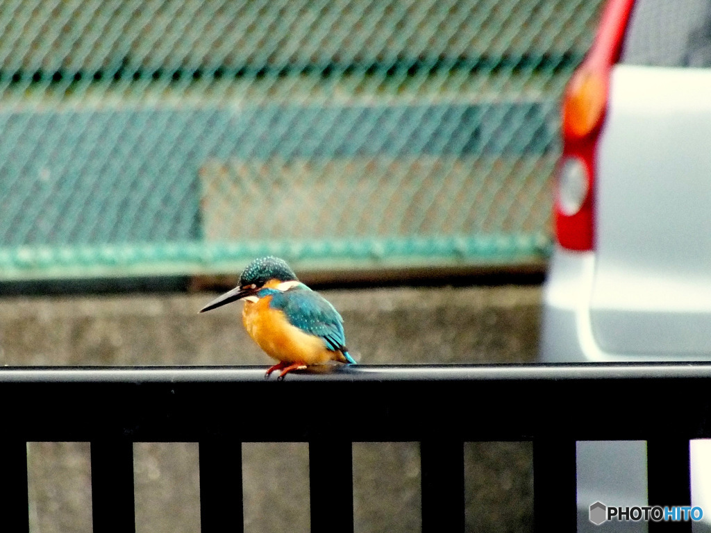 カワセミ03