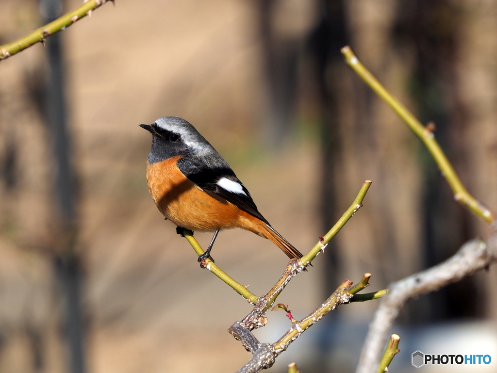 ジョウビタキ221