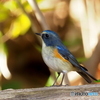 ルリビタキ206