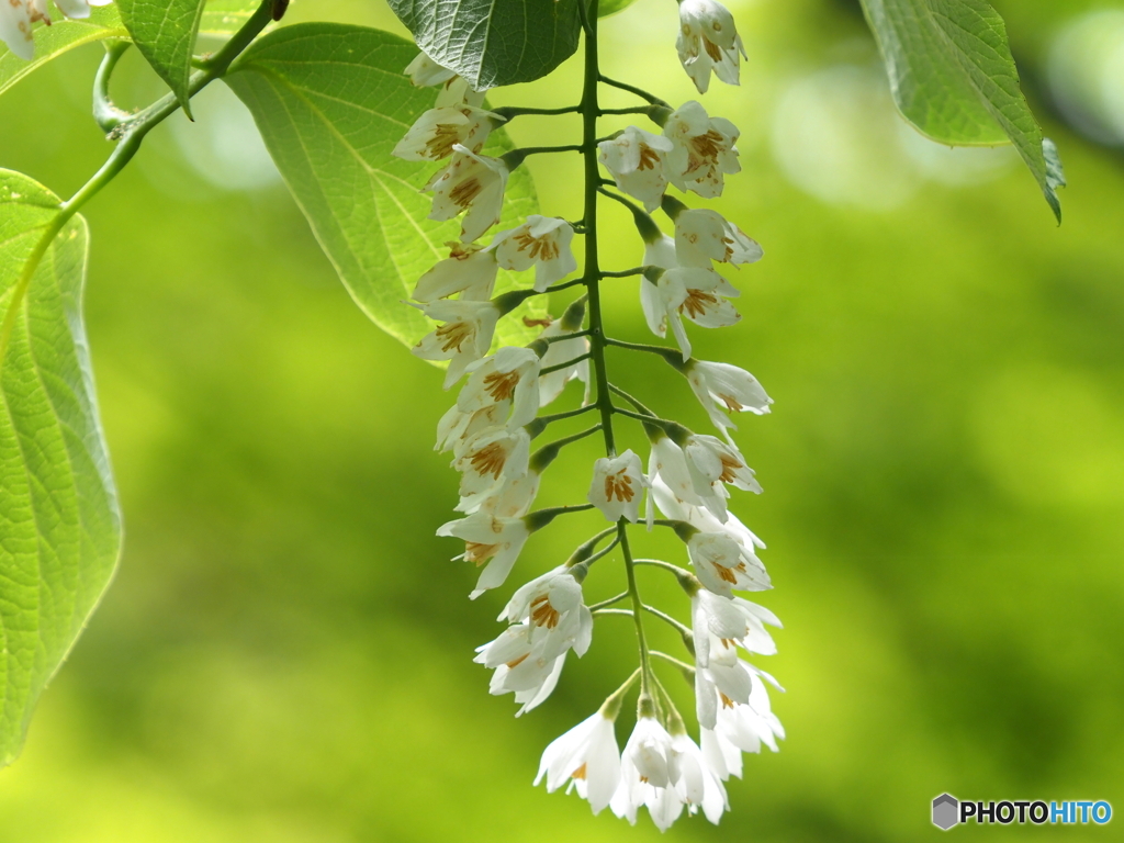 ハクウンボク23-①