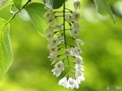 ハクウンボク23-①