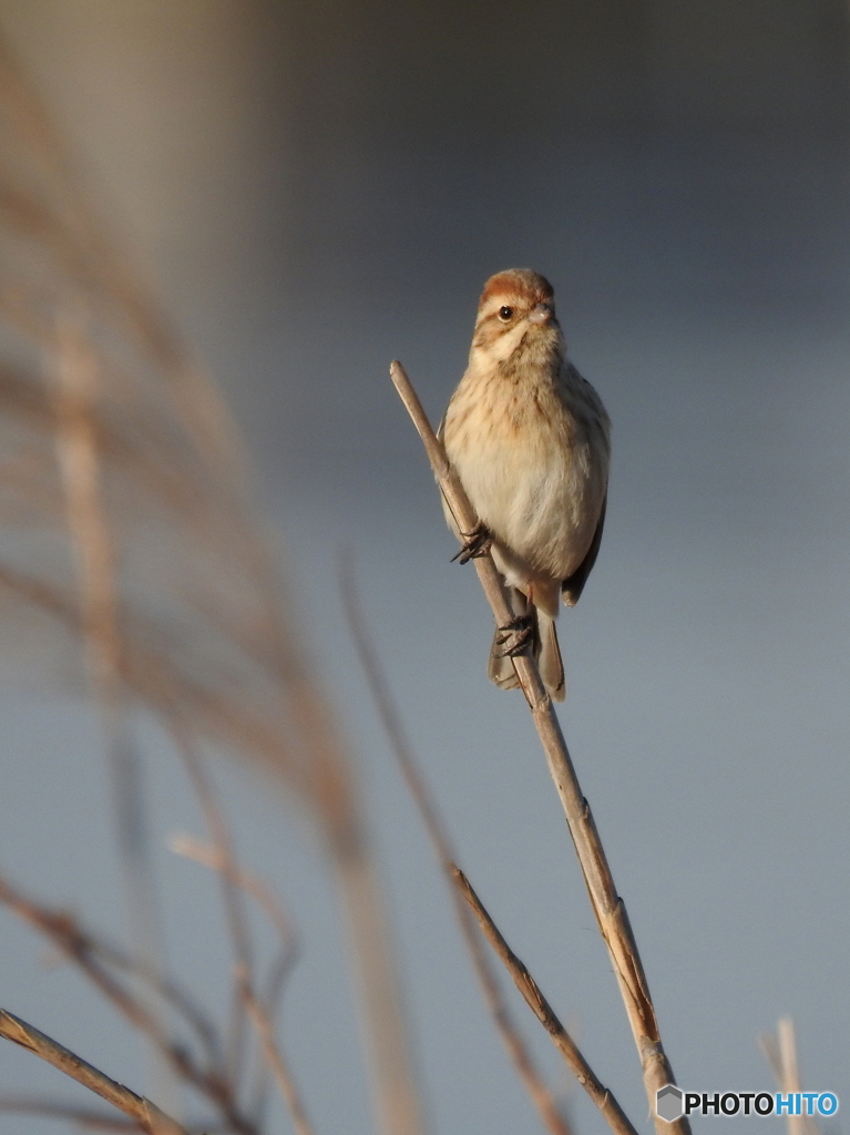 オオジュリン88