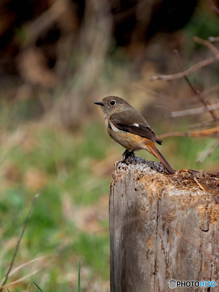 ジョウビタキ235
