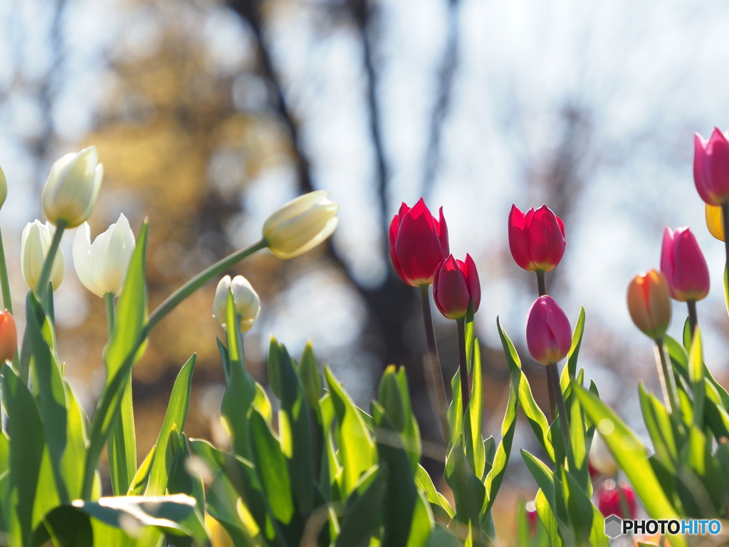 チューリップ23-①