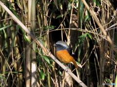 ジョウビタキ45